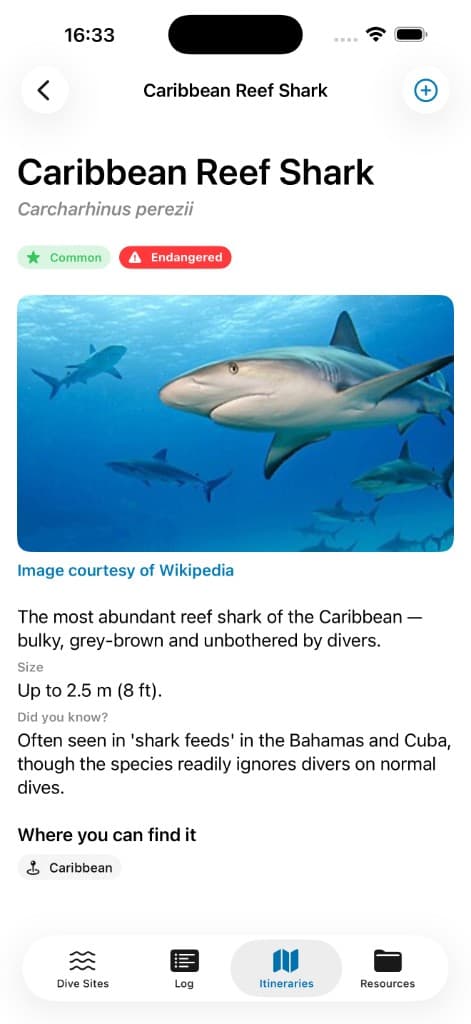 Pelagic wildlife profile for Caribbean Reef Shark